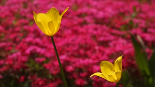 Tulipanes Amarillos Sobre Fondo Flores Rojas Sonido Natural — Vídeo de stock