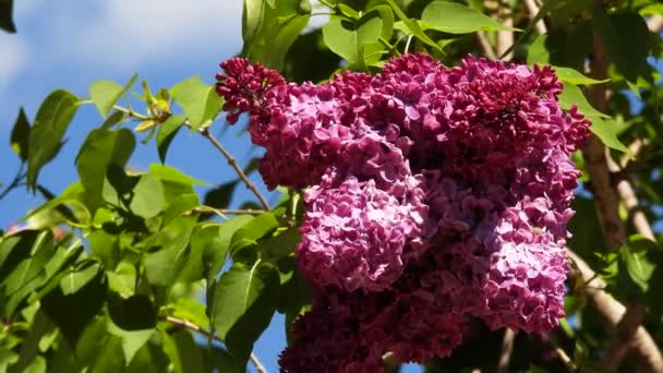 Fliederbaum Mit Lila Blüten Der Blütezeit Gegen Den Blauen Himmel — Stockvideo