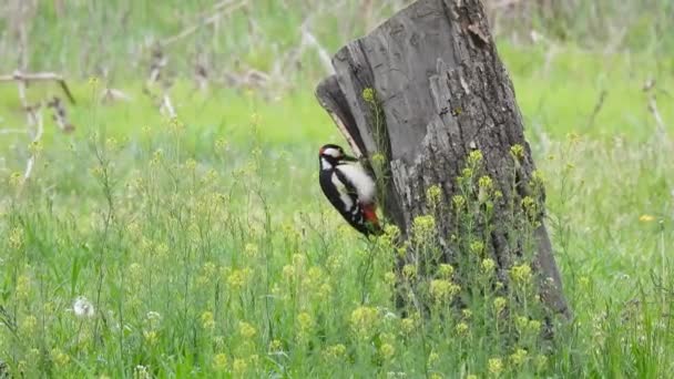 Pic Tacheté Dendrocopos Major Sur Une Souche Arbre Recherche Nourriture — Video