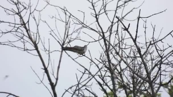 Gewone Koekoek Cuculus Canorus Zittende Boom Zonder Bladeren Een Witte — Stockvideo