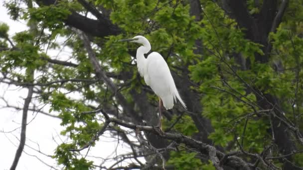 Grote Witte Zilverreiger Ardea Alba Jaagt Vis Natuurlijk Geluid — Stockvideo