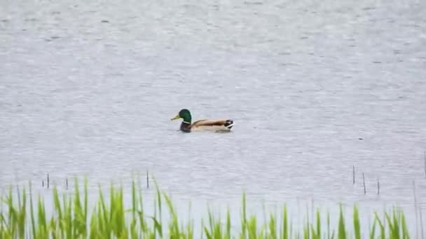 アヒルのマガモ アナプラティリンチョ は岸沿いの川を泳ぎ — ストック動画