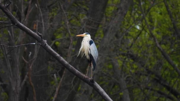 Bir Ağaç Dalında Oturan Gri Balıkçıl Ardea Cinerea Doğal Ses — Stok video