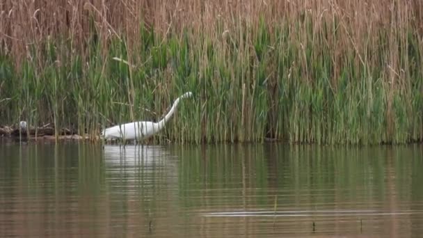 Большая Белая Цапля Ardea Alba Охотится Рыбу Природный Звук — стоковое видео