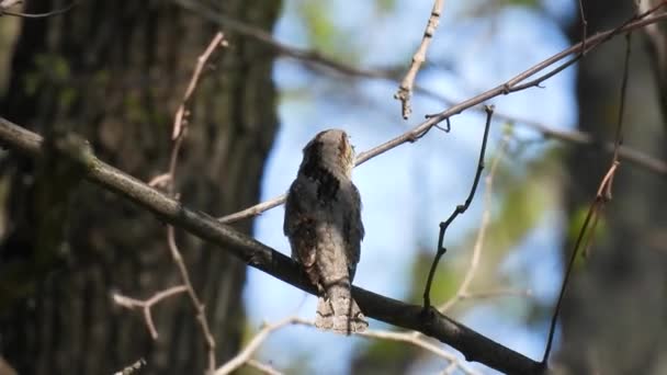 Eurazjatycki Kark Jynx Torquilla Siedzi Gałęzi Drzewa Śpiewa Naturalny Dźwięk — Wideo stockowe