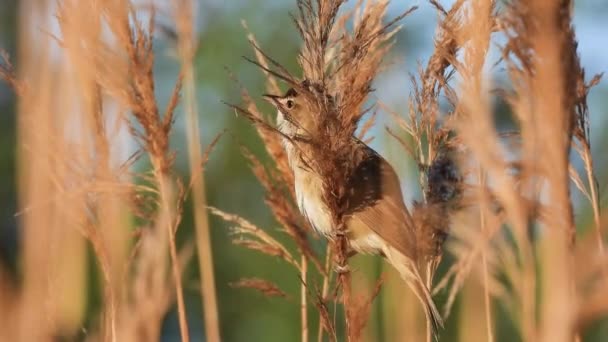 Marsh Warbler Acrocephalus Palustris Κάθεται Στα Καλάμια Και Τραγουδά Φυσικό — Αρχείο Βίντεο