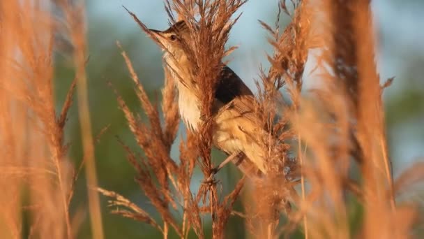 葦と歌の上に座っている沼のワルブラー Acrocephalus Palustris 自然な音 — ストック動画