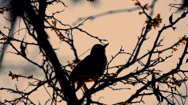 Songbird Turdus Philomelos Siedzi Gałęzi Podświetleniu Naturalny Dźwięk — Wideo stockowe