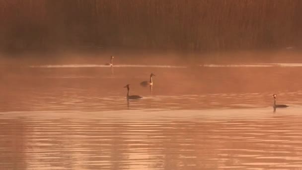 Wczesnym Rankiem Mgła Nad Rzeką Kaczki Pływają Nurkują Naturalny Dźwięk — Wideo stockowe