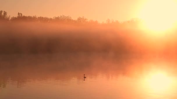 Grebe Grand Canard Nage Sur Lac Lever Soleil Son Naturel — Video