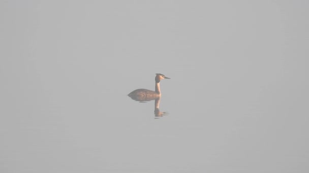 Grebe Velká Kachna Plave Jezeře Ponory Přirozený Zvuk — Stock video