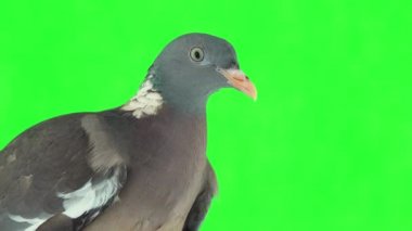 Yeşil ekranda sıradan bir ahşap güvercin portresi (columba palumbus). stüdyo