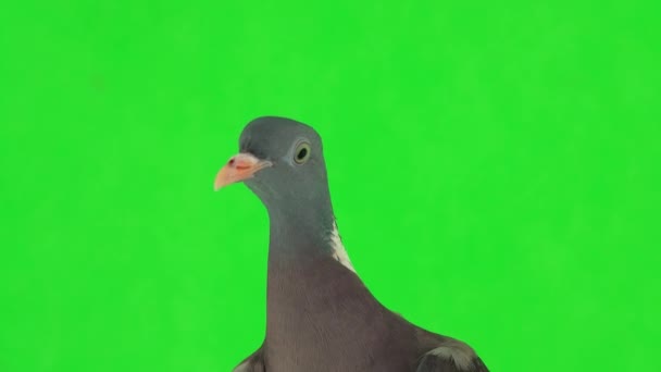 Portrait Common Wood Pigeon Columba Palumbus Green Screen Studio — Stock Video