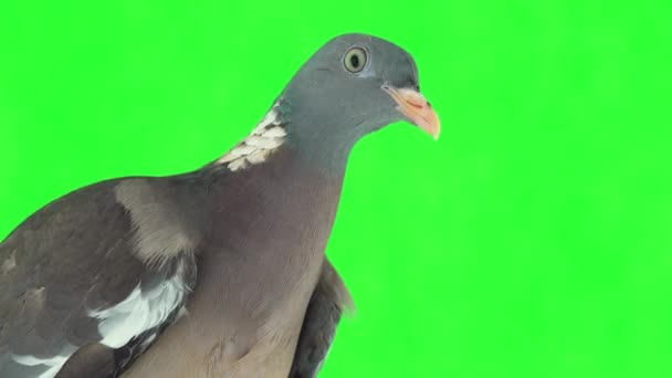 Retrato Paloma Madera Común Columba Palumbus Una Pantalla Verde Estudio — Vídeo de stock