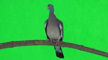 Yaygın odun güvercini (columba palumbus) yeşil ekrandaki bir dalda bulunur. stüdyo