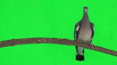 Yaygın odun güvercini (columba palumbus) yeşil ekrandaki bir dalda bulunur. stüdyo