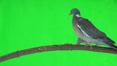 Yaygın odun güvercini (columba palumbus) yeşil ekranda bir dalda yürür. stüdyo