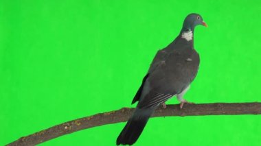Yaygın odun güvercini (columba palumbus) yeşil ekranda bir dalda yürür. stüdyo