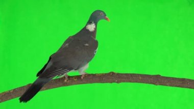 Yaygın odun güvercini (columba palumbus) yeşil ekrandaki bir dalda bulunur. stüdyo