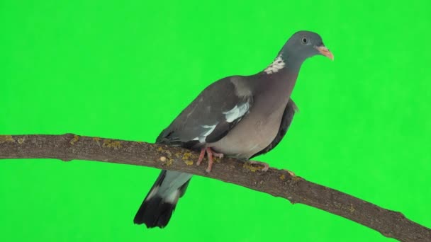 Common Wood Pigeon Columba Palumbus Sits Branch Green Screen Studio — Stock Video
