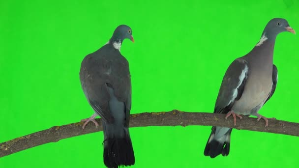 Two Common Wood Pigeons Columba Palumbus Sits Branch Green Screen — Stock Video