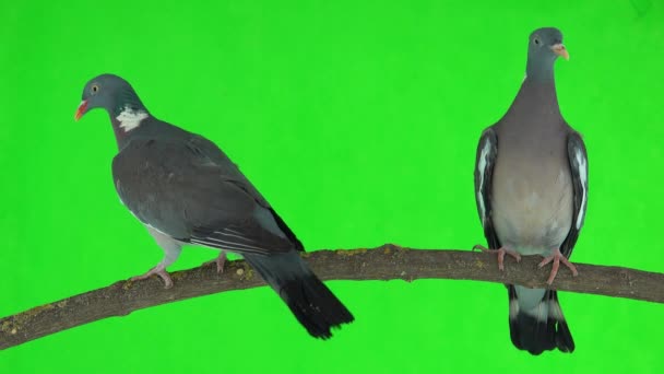 Dwa Gołębie Columba Palumbus Siedzą Gałęzi Zielonym Ekranie Studio — Wideo stockowe