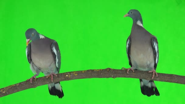 Two Common Wood Pigeons Columba Palumbus Sits Branch Green Screen — Stock Video