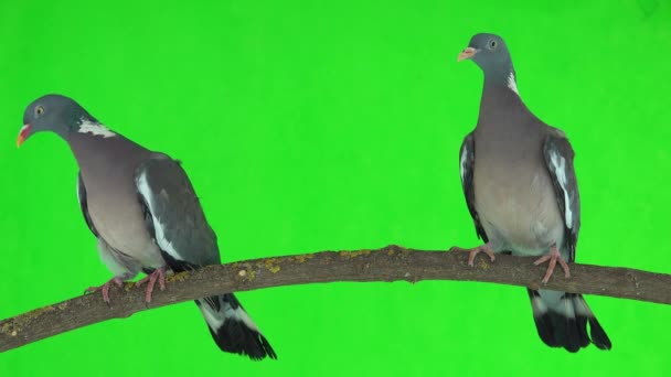 Two Common Wood Pigeons Columba Palumbus Sits Branch Green Screen — Stock Video