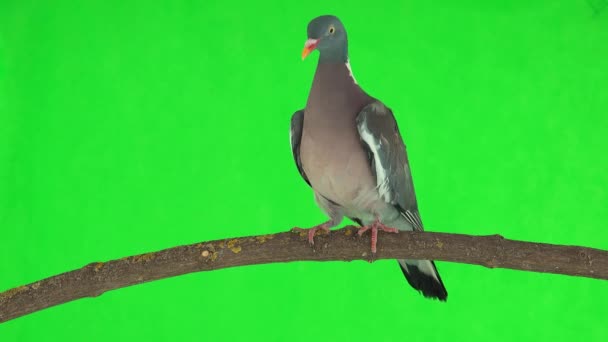 Yaygın Odun Güvercini Columba Palumbus Yeşil Ekranda Bir Dalda Yürür — Stok video