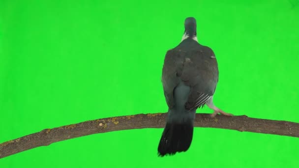 Common Wood Pigeon Columba Palumbus Walks Branch Green Screen Studio — Stock Video