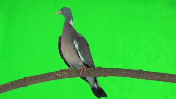 Gewone Houtduif Columba Palumbus Zit Een Tak Een Groen Scherm — Stockvideo