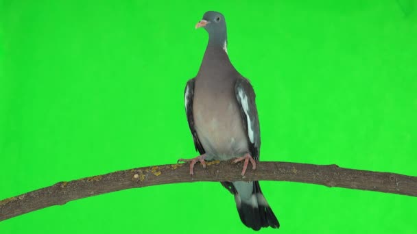 普通的木鸽 圆柱形棕榈 坐在绿色屏幕上的树枝上 工作室 — 图库视频影像