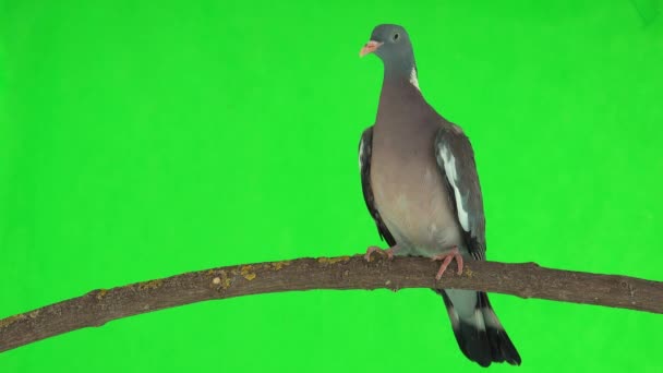 Κοινό Ξύλινο Περιστέρι Columba Palumbus Κάθεται Ένα Υποκατάστημα Μια Πράσινη — Αρχείο Βίντεο