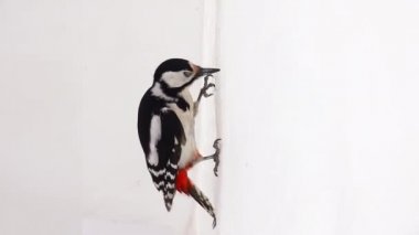 Büyük benekli ağaçkakan (dendrocopos major) beyaz bir ekrana dik oturur ve beyaz bir yüzeye vurur. Ağır çekim, stüdyo.