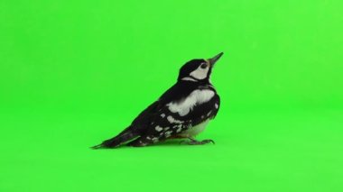 Büyük benekli ağaçkakan (dendrocopos major) yeşil ekrana atlar ve uçar. stüdyo