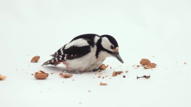 Büyük benekli ağaçkakan (dendrocopos major) beyaz ekranda fındık yiyor. stüdyo