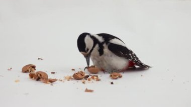 Büyük benekli ağaçkakan (dendrocopos major) beyaz ekranda fındık yiyor. stüdyo