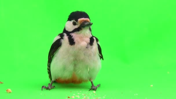 Gran Pájaro Carpintero Manchado Dendrocopos Major Salta Sobre Pantalla Verde — Vídeo de stock