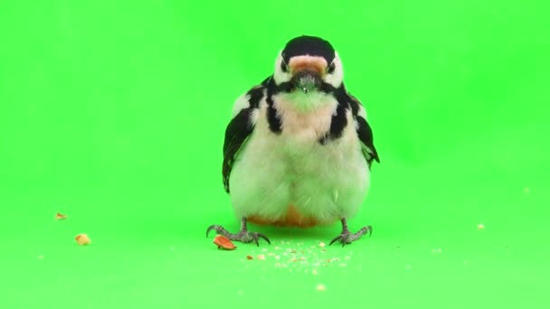 大斑点啄木鸟 主要的树栖啄木鸟 在绿色屏幕上吃坚果 工作室 — 图库视频影像