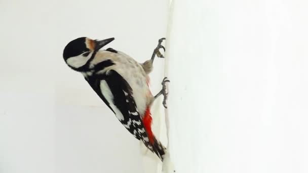 大斑斑啄木鸟 树冠主要 直立地坐在白色的屏幕上 敲打着白色的表面 慢动作 工作室 — 图库视频影像
