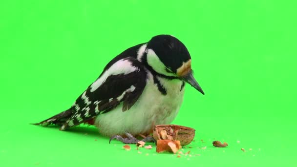大斑点啄木鸟 主要的树栖啄木鸟 在绿色屏幕上吃坚果 工作室 — 图库视频影像
