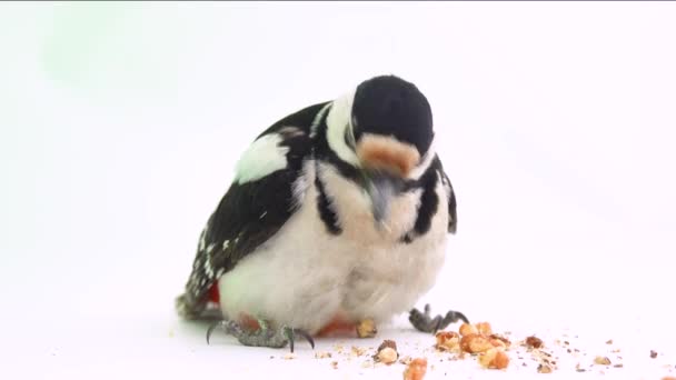 白い画面にナッツを食べる偉大な斑点のあるキツツキ デンドロコポス少佐 スタジオ — ストック動画