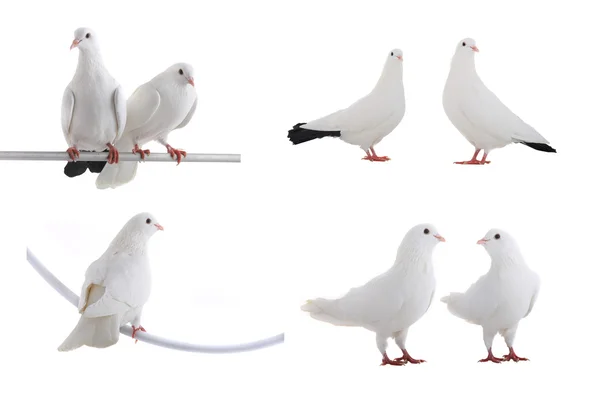White doves — Stock Photo, Image