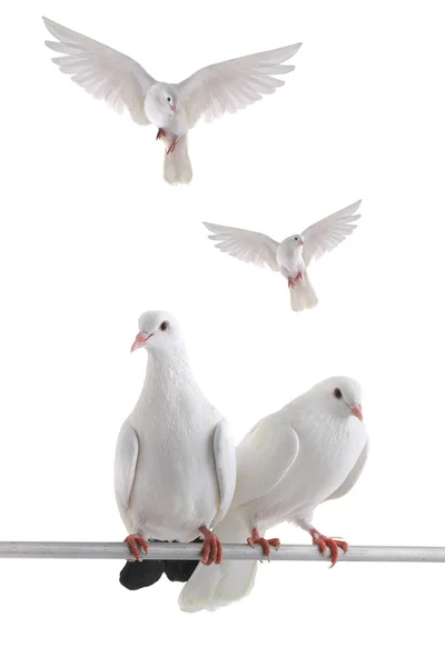 White doves — Stock Photo, Image