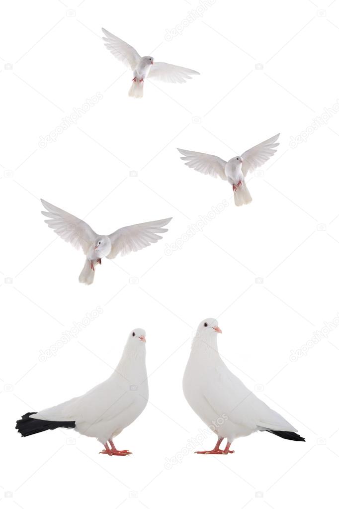 White doves