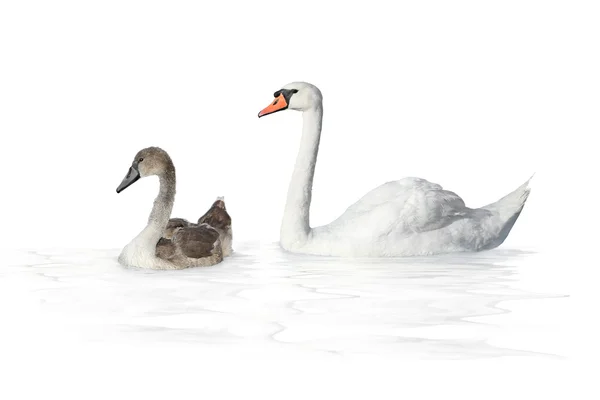 Young swans — Stock Photo, Image