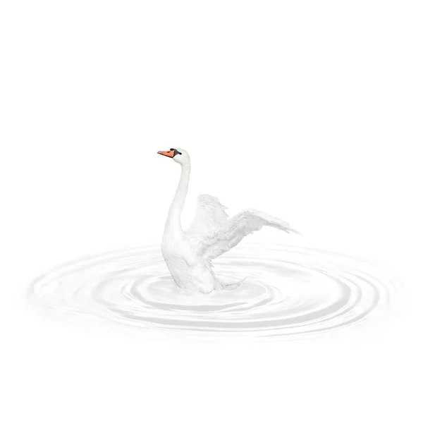 Cisne de ave — Foto de Stock