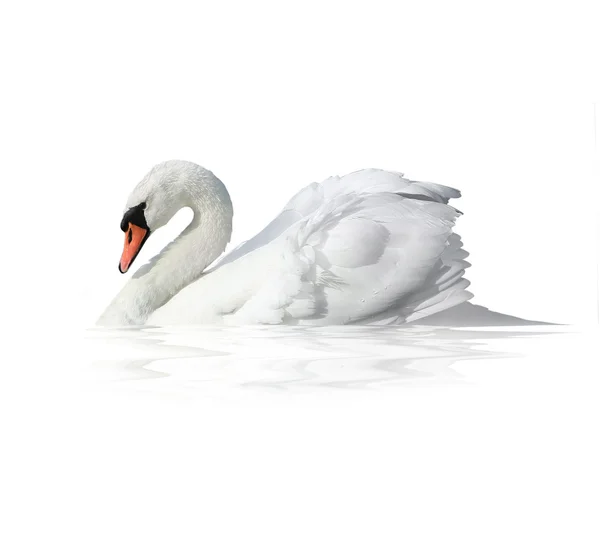 Fågel swan — Stockfoto