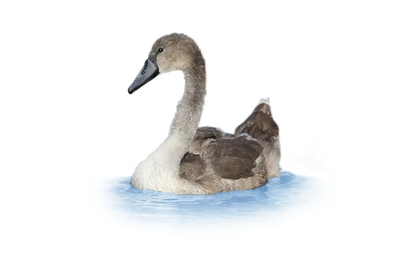 Young swan — Stock Photo, Image