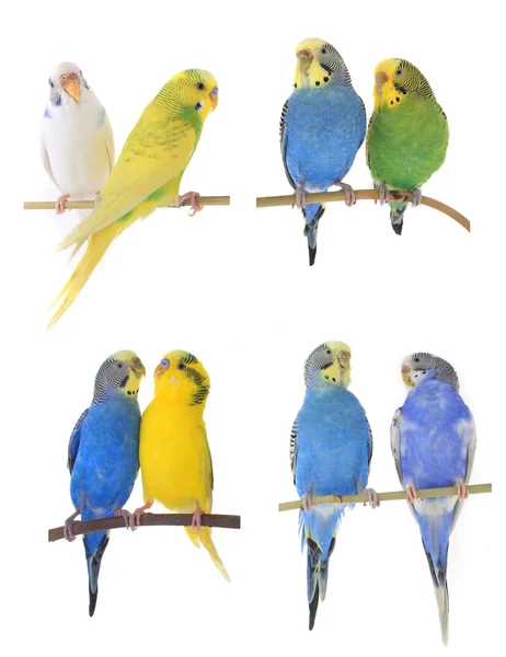 Renkli budgerigars — Stok fotoğraf